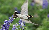 Lapland Longspurborder=